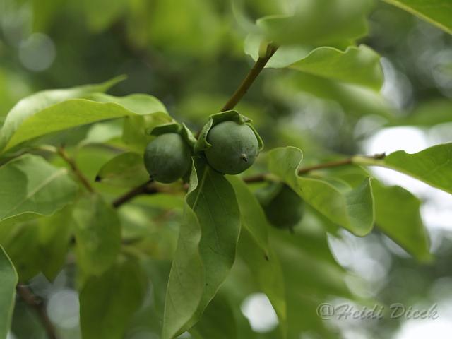 Diospyros kaki.jpg